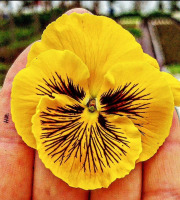 Nature et Saveurs - Ferme Aquaponique et Permacole Astérienne - Pensée comestible Cat Yellow – éclat floral en cuisine