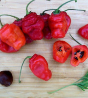 HERBA HUMANA - Piment Rocotto Rouge - 110g