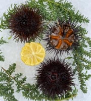 Camargue Coquillages - Oursins de Camargue - Pêche Responsable et Artisanale - 12 pièces