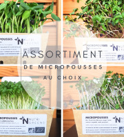 Ma Micropousse culinaire - Micro pousses bio Assortiment au choix 16 barquettes