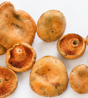 Naturélium - Lactaire délicieux sauvage frais