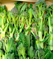 Nature et Saveurs - Ferme Aquaponique et Permacole Astérienne - Brocoletto gastronomiques Rioja — finesse hivernale