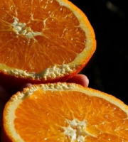Jardins de la Testa - Orange de Corse - 400kg