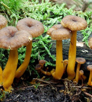 L’Oliveraie du Coudon - CHAMPIGNON CHANTERELLE JAUNE (3kg ) # ATTENTION LIRE LA DESCRIPTION #