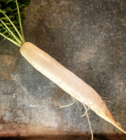 La Ferme d'Artaud - Daikon - radis japonais 1kg