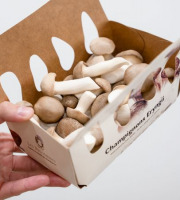 Les Myconautes - Pleurotes panicaut Bio - Barquette 250g