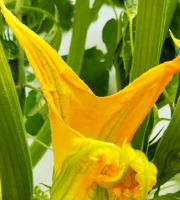 Nature et Saveurs - Ferme Aquaponique et Permacole Astérienne - Fleurs de Courgette - 10 pièces
