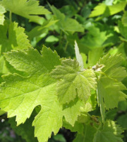 Des Poules et des Vignes à Bourgueil - 10 feuilles de vignes