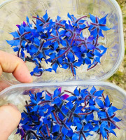 Maison Argentain - Fleur De Bourrache - 20 Fleurs - 70g