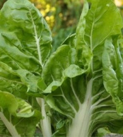 ChâteauFer - Blette à carde -  Botte 500g