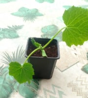 Nature et Saveurs - Ferme Aquaponique et Permacole Astérienne - Plant de Courgette Verte