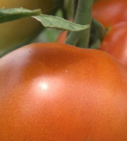 Mon Petit Producteur - Tomate Ronde Bio Paola [vendu Par 1kg]