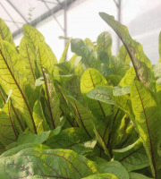 Nature et Saveurs - Ferme Aquaponique et Permacole Astérienne - Oseille sanguine – fraîcheur acidulée et nervures rubis