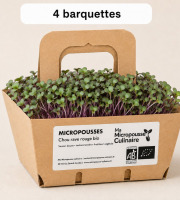 Ma Micropousse culinaire - Micro-pousses bio de chou-rave rouge (Red Kohlrabi) – 8 barquettes