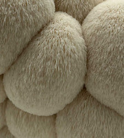 Naturélium - L'hydne hérisson 1kg