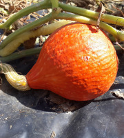 Ferme de Cernunnos - Lot de Potimarrons bio - 10 kg