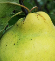 Mon Petit Producteur - Coing Bio [1 kg]