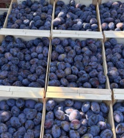 Vergers des brunots - Prune "Stanley" 5kg