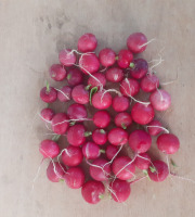 Le Châtaignier - radis sans fane