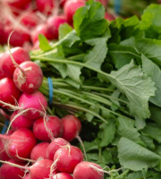 Nature et Saveurs - Ferme Aquaponique et Permacole Astérienne - Radis rond rouge en botte - 250g