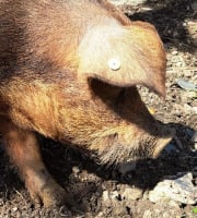 La ferme de Pouticayre - [Précommande] Tête de porc entière plein air de montagne-crus