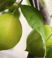 Maréchal Fraicheur - Citrons BIO - 1 kg