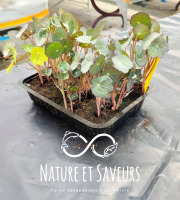 Nature et Saveurs - Ferme Aquaponique et Permacole Astérienne - Micropousses de capucine coupées - 60g