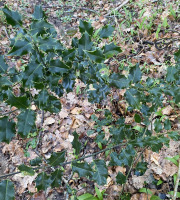 Des Poules et des Vignes à Bourgueil - Branches  de houx