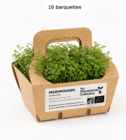 Ma Micropousse culinaire - Micro-pousses de cerfeuil bio – 16 barquettes