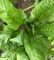 ChâteauFer - Erbette botte 600g