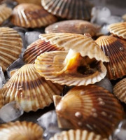 Saint Kerber - Saint Jacques de plongée - 6 kg 