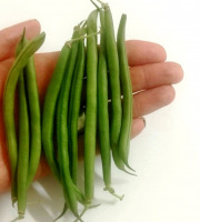 Nature et Saveurs - Ferme Aquaponique et Permacole Astérienne - Haricots Verts Extra Fins Sans Fil