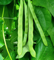 Nature et Saveurs - Ferme Aquaponique et Permacole Astérienne - Haricot Plat Mangetout dit Coco Frais