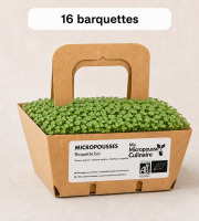 Ma Micropousse culinaire - Micro-pousses bio de roquette - 16 barquettes