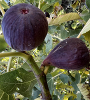 Domaine Reverchon - Figue noir du Vaucluse 1kg