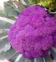 Le Châtaignier - chou fleur violet