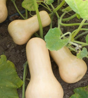 Les Jardins de Mondpa - courge