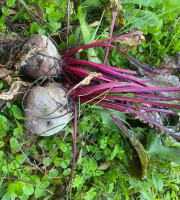 Des Poules et des Vignes à Bourgueil - Betterave rouge