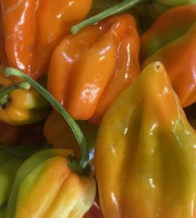 La Cabane à plantes - Piment Volcanique Habanero 20g