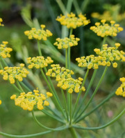 Rébecca les Jolies Fleurs - Fleurs de Fenouil