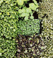 Nature et Saveurs - Ferme Aquaponique et Permacole Astérienne - Trio de micropousses coupées – fraîcheur prête à dresser