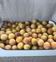 La Ferme des Prun'Elles - [Précommande] Mirabelles origine Lorraine - 5 kg