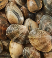 Brest Marée - Palourdes Grises de Bretagne - 500g