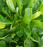 Aux Jardins des Colibris - 200g de Mache fraiche Bio