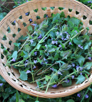 L'herbandine - Lierre Terrestre - 200 g