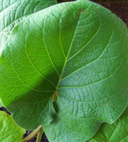 Nature et Saveurs - Ferme Aquaponique et Permacole Astérienne - Hoja Santa (Feuilles Fraiches)