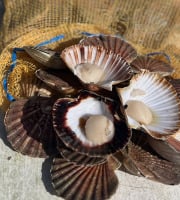 Fine de Cancale - Coquilles Saint Jacques Vivantes - 5kg