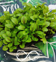 Nature et Saveurs - Ferme Aquaponique et Permacole Astérienne - Micropousses d'oseille sanguine coupées - 20g