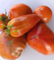 Aux Jardins des Colibris - 1kg assortiment de tomates anciennes Bio