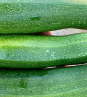 ChâteauFer - Courgette